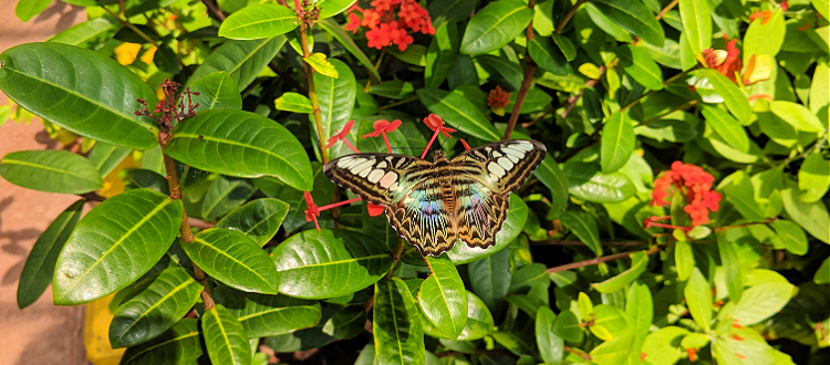 A beautiful butterfly at the Butterfly Wonderland: Rainforest Experience