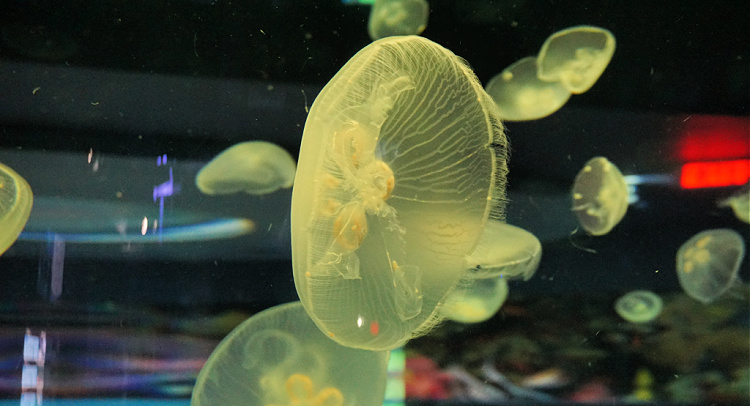 Jellyfish at the OdySea Aquarium