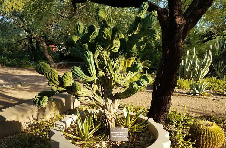 Funky cactus at the Desert Botanical Garden in Phoenix